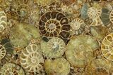 8.2" Composite Plate Of Agatized Ammonite Fossils - #130557-1